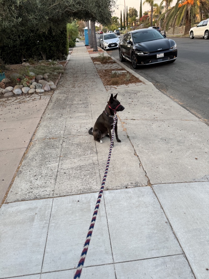 A picture of a black dog named Bowie sitting, taken on September 9 2024 at 6:40 am